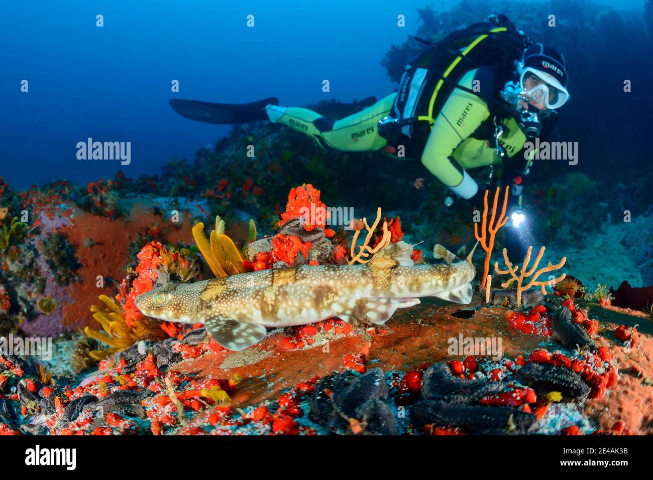 Poisson-chien de l'escabeau (Haploblepharus edwardsii), False Bay, Simons Town, Afrique du Sud, Océan Indien Banque D'Images