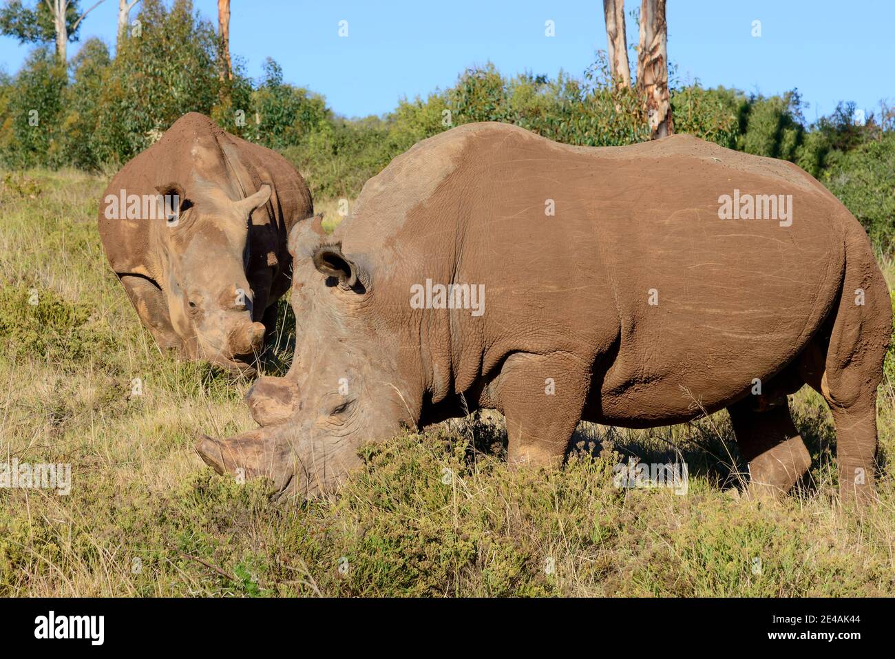 Rhinocéros blancs dans le parc de réserve privée Schotia Safari, Afrique du Sud Banque D'Images