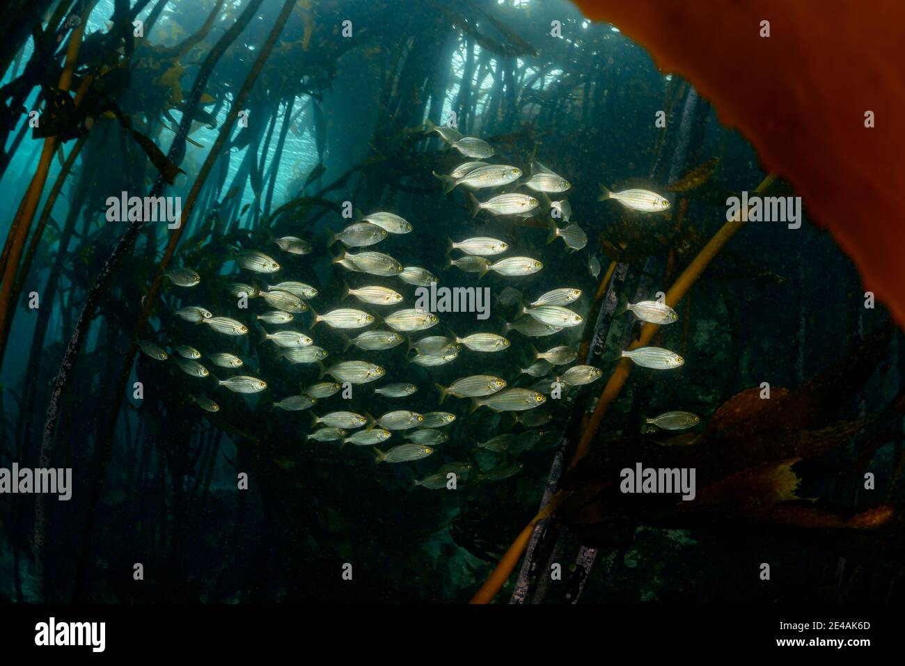 Gold welts (Sarpa salpa), école de poissons dans les algues, False Bay, Simons Town, Afrique du Sud, Océan Indien Banque D'Images