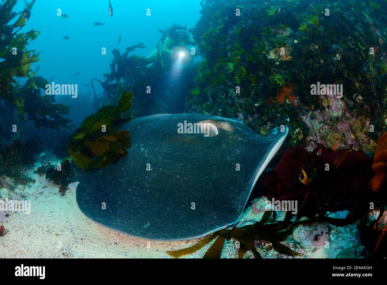 Whip ray (Dasyatis brevicaudata) et plongeur avec varech, False Bay, Simons Town, Afrique du Sud, Océan Indien Banque D'Images