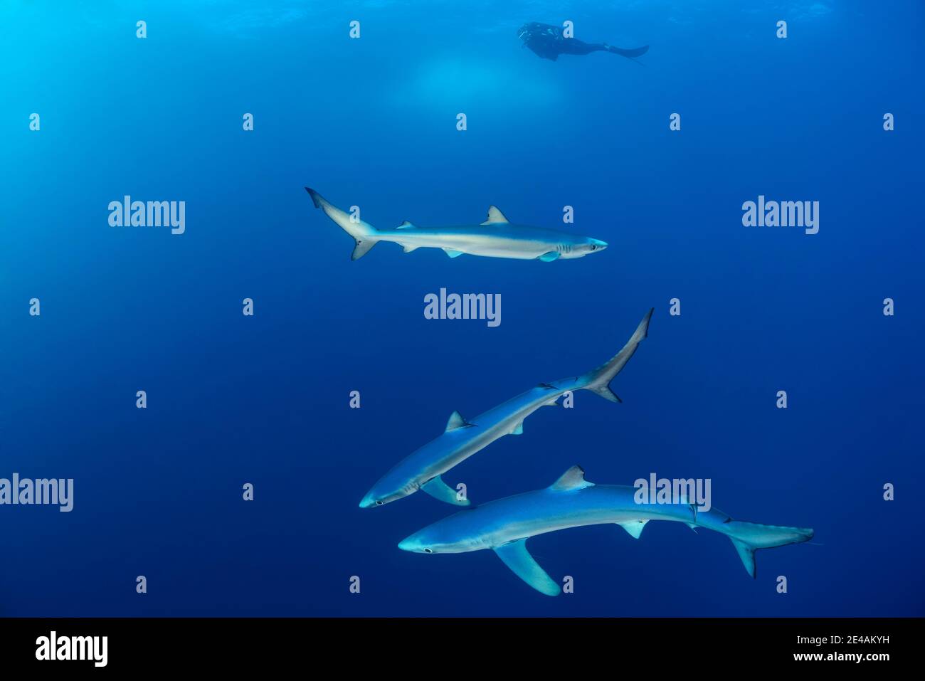 Trois requins bleus (Prionace glauca) et plongeurs, cap de bonne espérance, Afrique du Sud, au large de l'Atlantique Banque D'Images