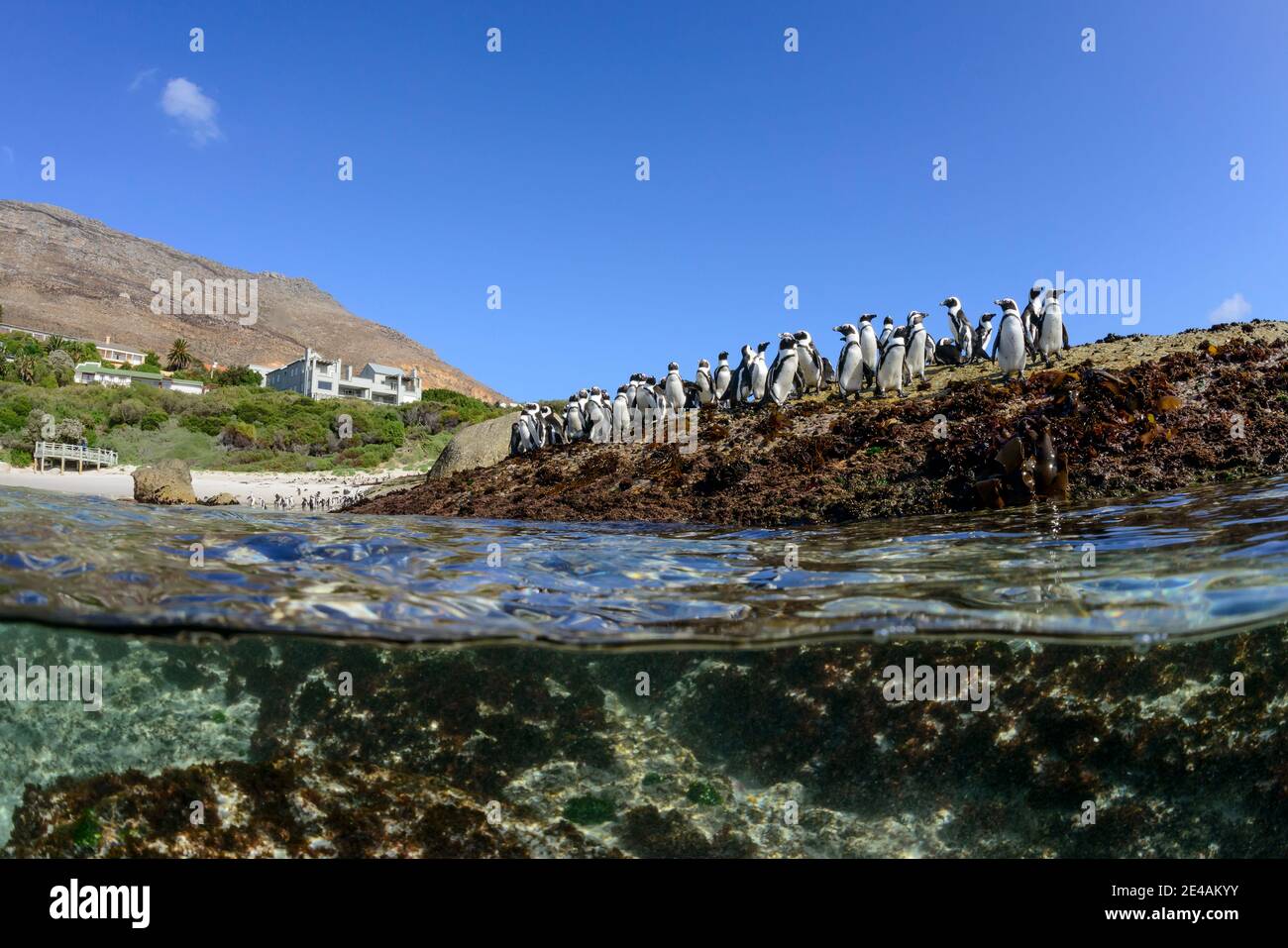 Image de niveau partagé d'une colonie de pingouins africains (Spheniscus demersus), Plage de Boulders ou Baie de Boulders, ville de Simons, Afrique du Sud, Océan Indien Banque D'Images