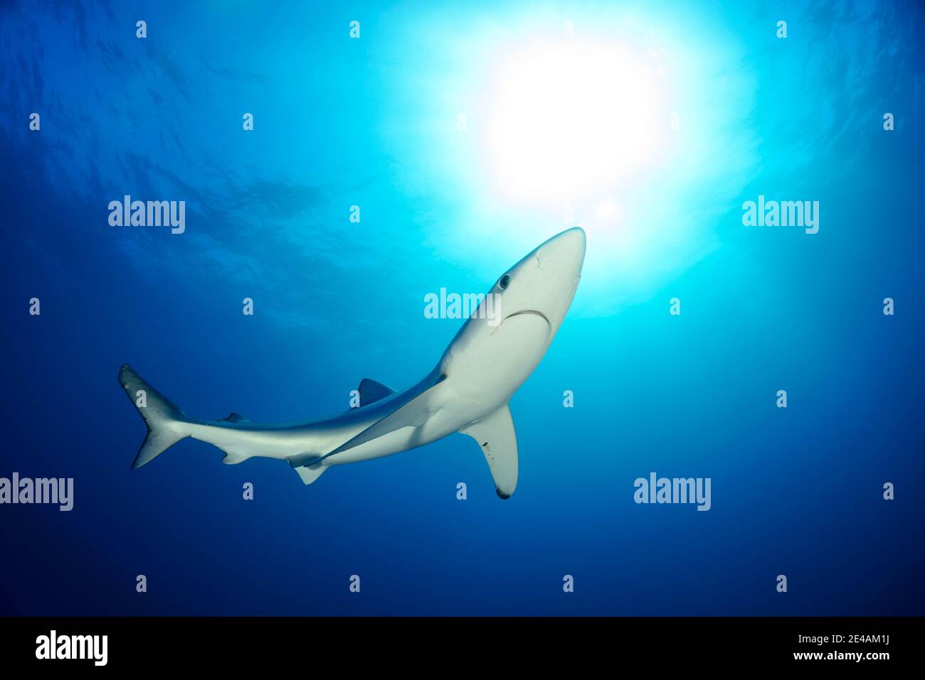 Requin bleu (Prionace glauca), cap de bonne espérance, Afrique du Sud, au large de l'Atlantique Banque D'Images