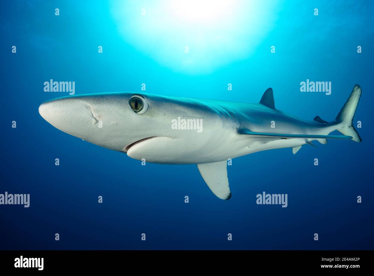 Requin bleu (Prionace glauca), cap de bonne espérance, Afrique du Sud, au large de l'Atlantique Banque D'Images