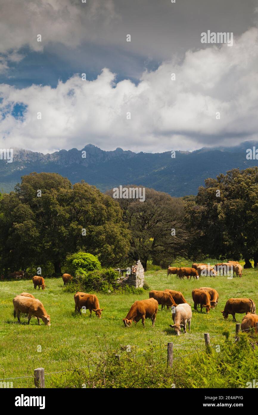 Troupeau de bovins en pâturage dans les champs, Levie, Alta Rocca, Corse-du-Sud, Corse, France Banque D'Images