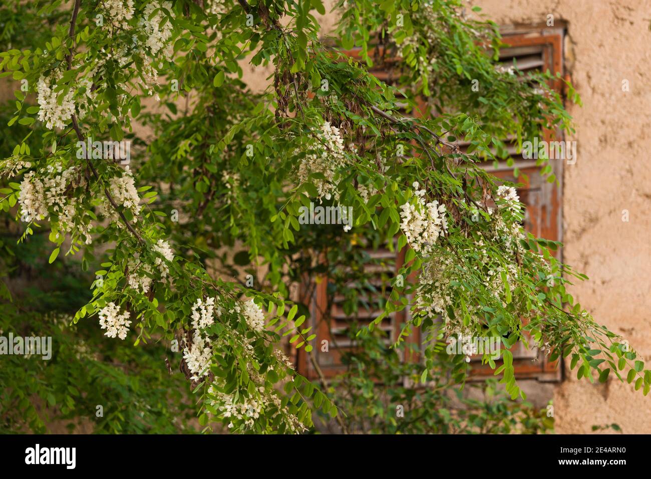 Vue sur les fleurs en branche, Corte, haute-Corse, Corse, France Banque D'Images