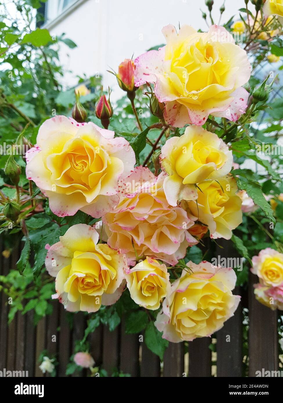 Roses jaunes-roses sur la clôture du jardin Banque D'Images
