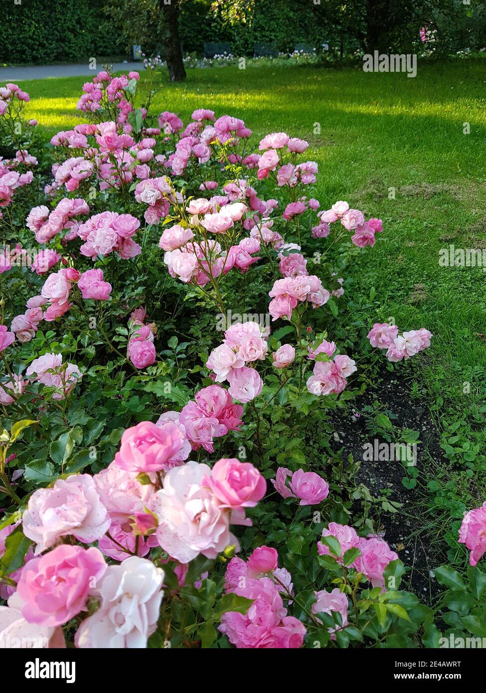 Lit rose dans le parc Banque D'Images