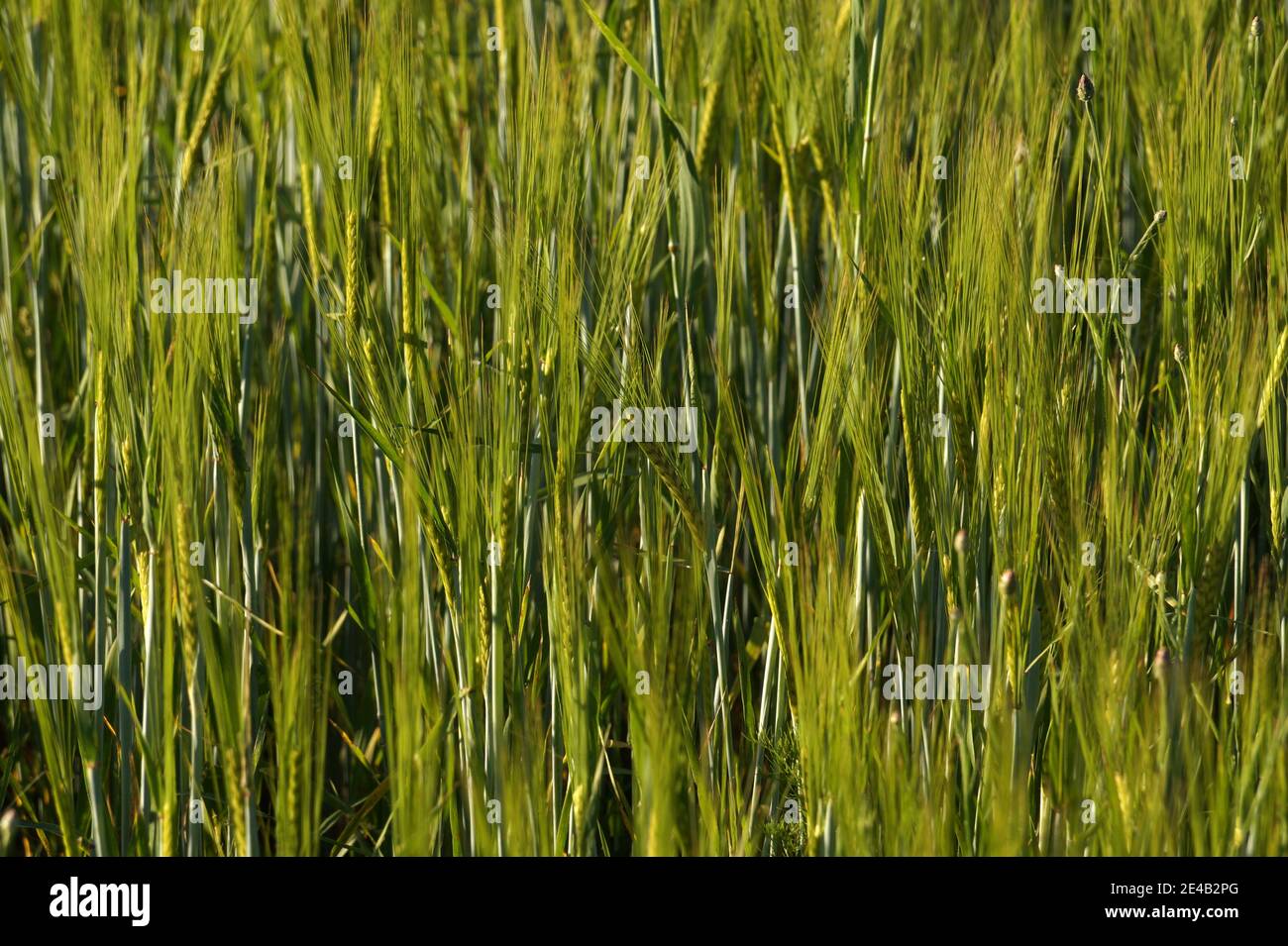 Ferme. Jeunes oreilles d'orge verte dans le champ. Banque D'Images