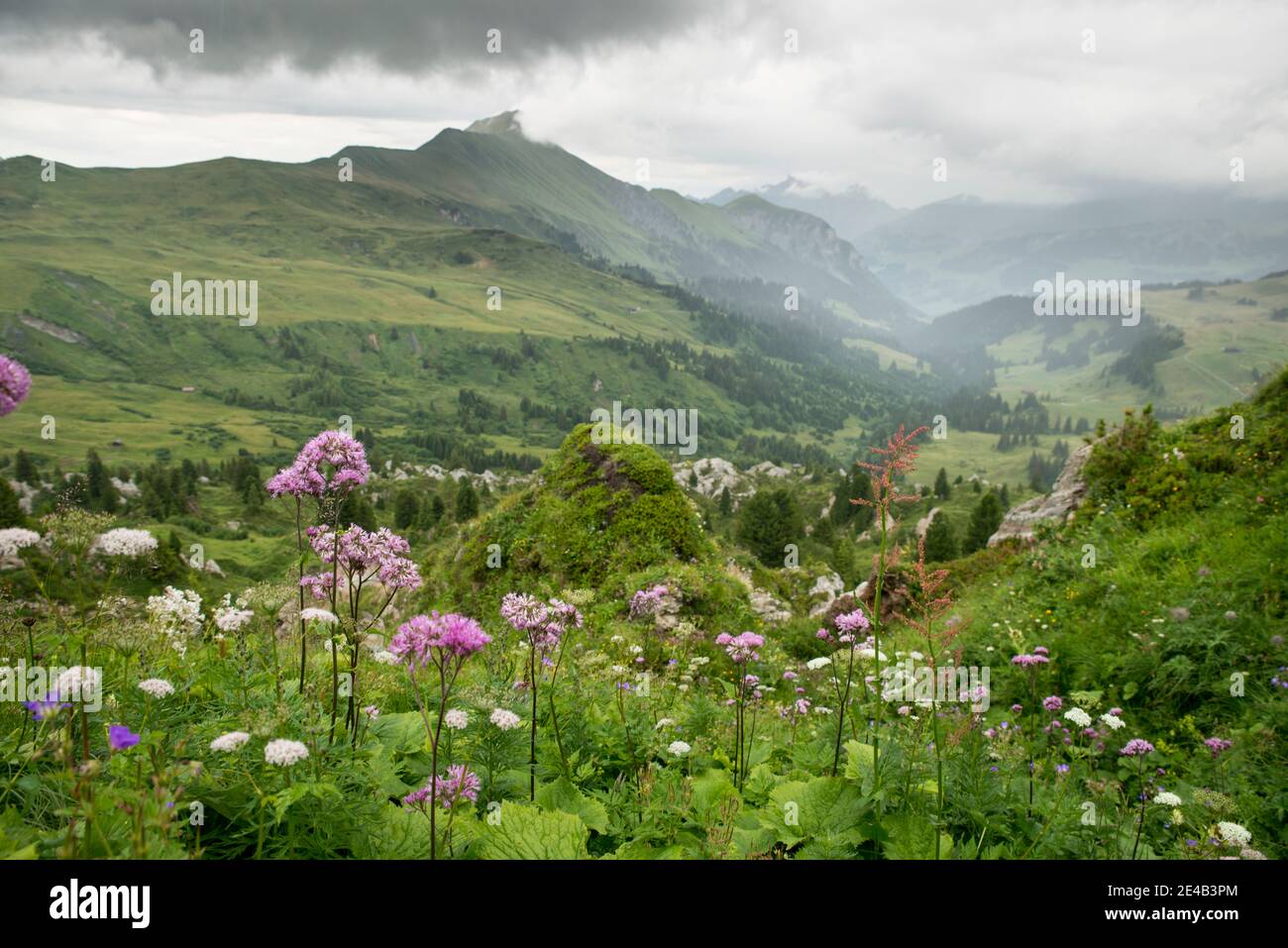 fleurs violettes au bord de la voie, pluvieux, pics de montagne dans les nuages Banque D'Images