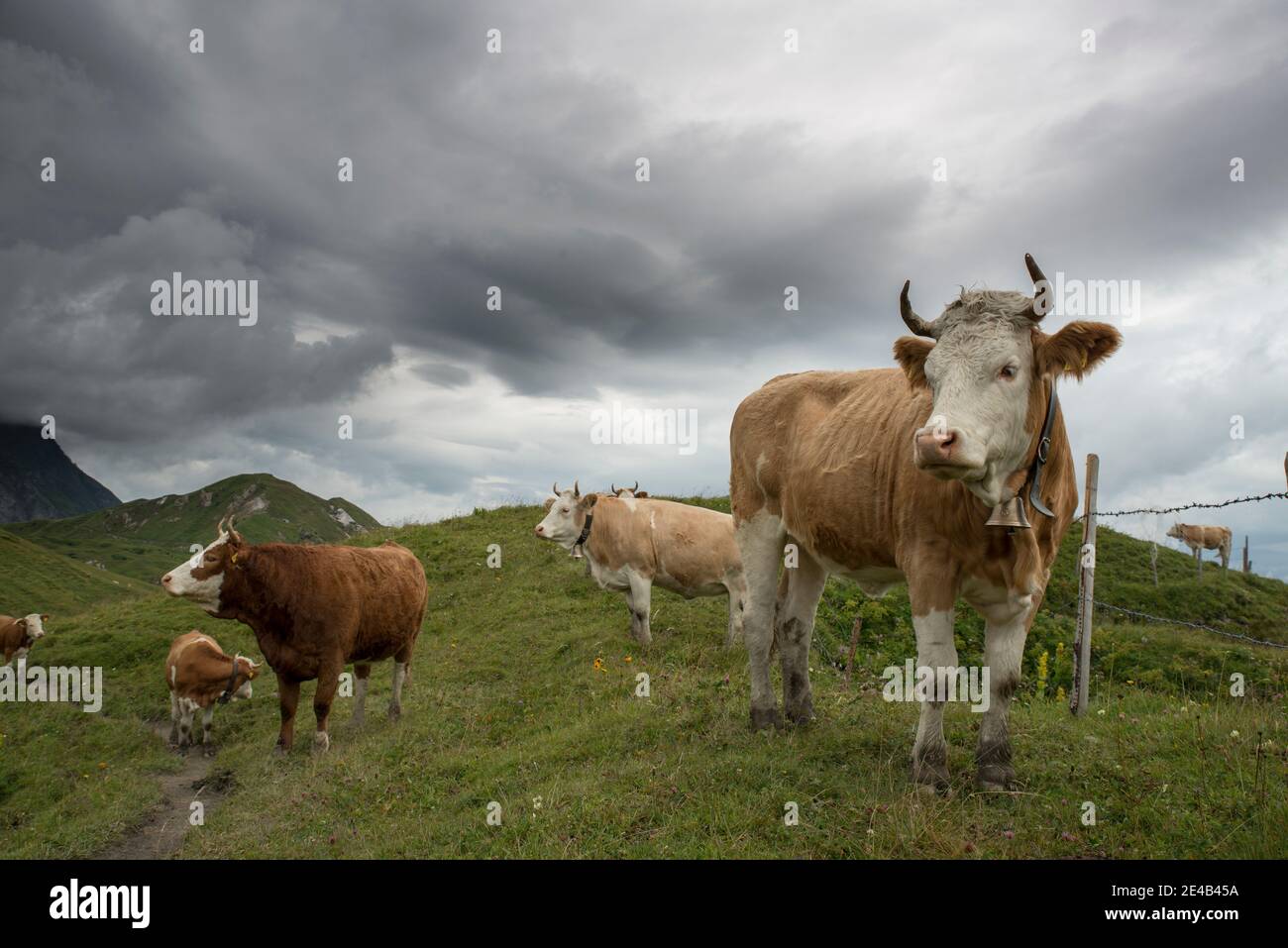 Prairie alpine avec vaches par temps pluvieux Banque D'Images