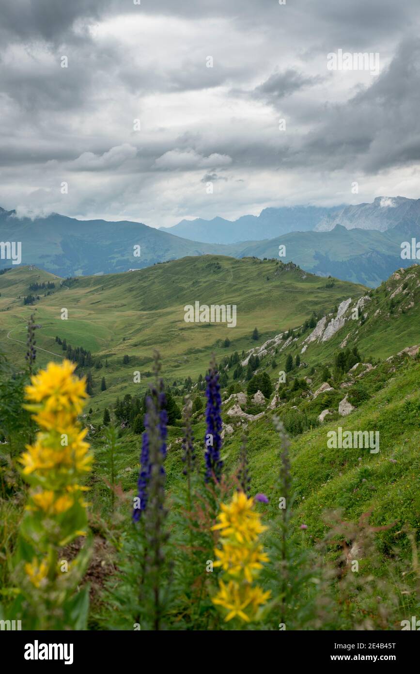 Pré-Alpes, fleurs de montagne au bord de la route, pluvieux Banque D'Images