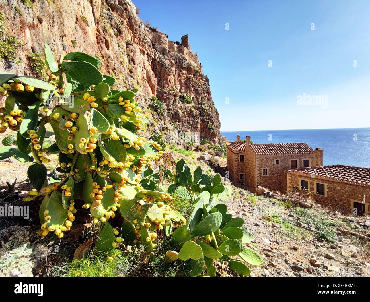 Les cactus se développent au-dessus de la ville basse de Monemvasia, Laconia, Péloponnèse, Grèce Banque D'Images