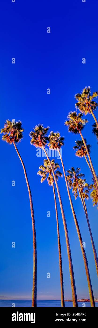 Palmiers près de la plage, Santa Barbara, Californie, États-Unis Banque D'Images