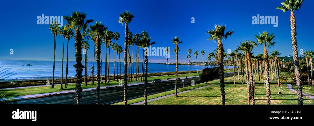 Palmiers près de la plage, Santa Barbara, Californie, États-Unis Banque D'Images