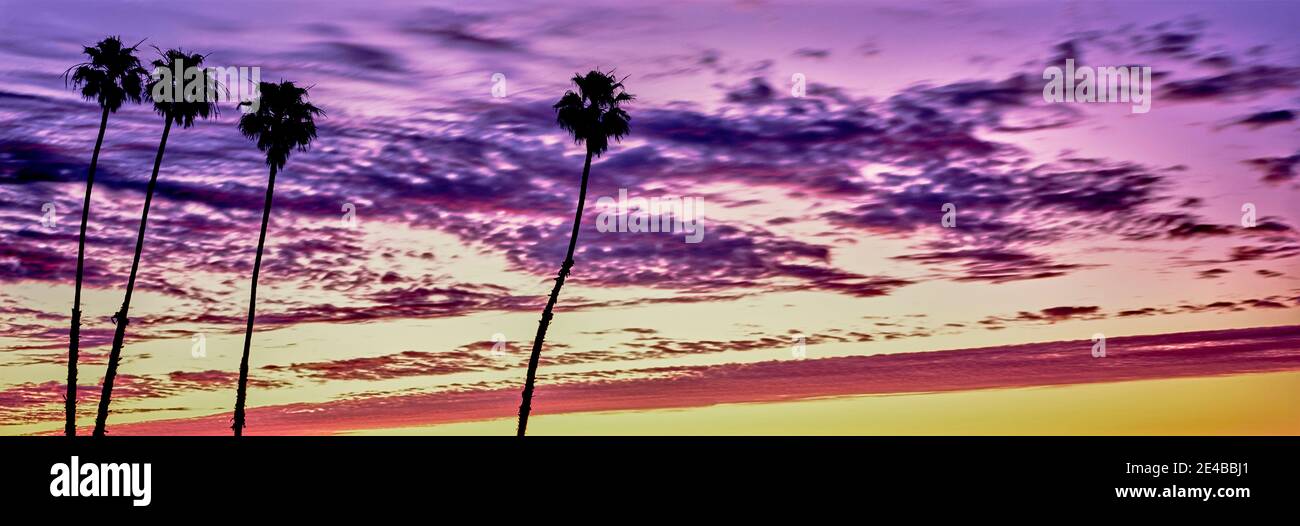 Silhouette de palmiers au lever du soleil, Santa Barbara, Californie, États-Unis Banque D'Images