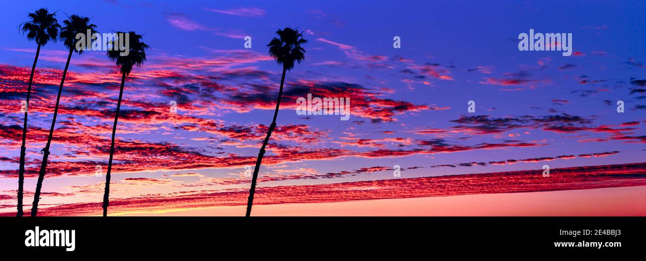 Silhouette de palmiers au lever du soleil, Santa Barbara, Californie, États-Unis Banque D'Images