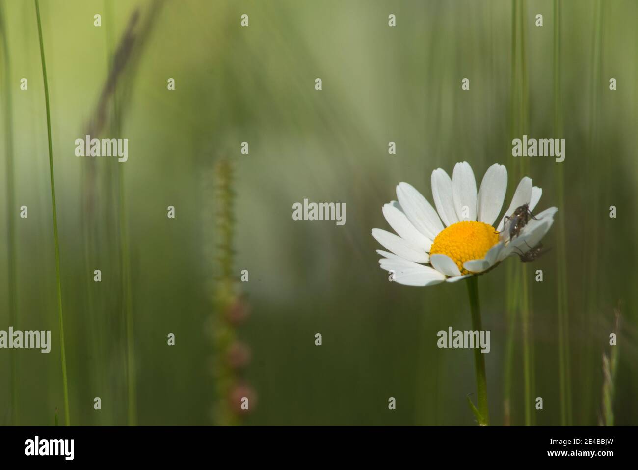 marguerite simple avec mouche dans un pré Banque D'Images