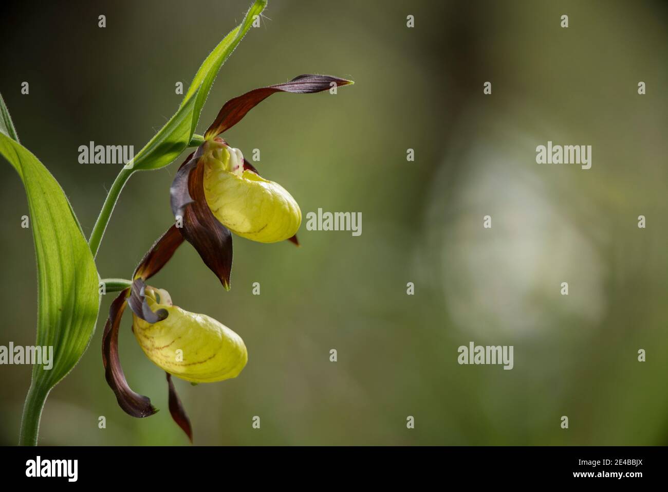 orchidée de la dame indigène Banque D'Images
