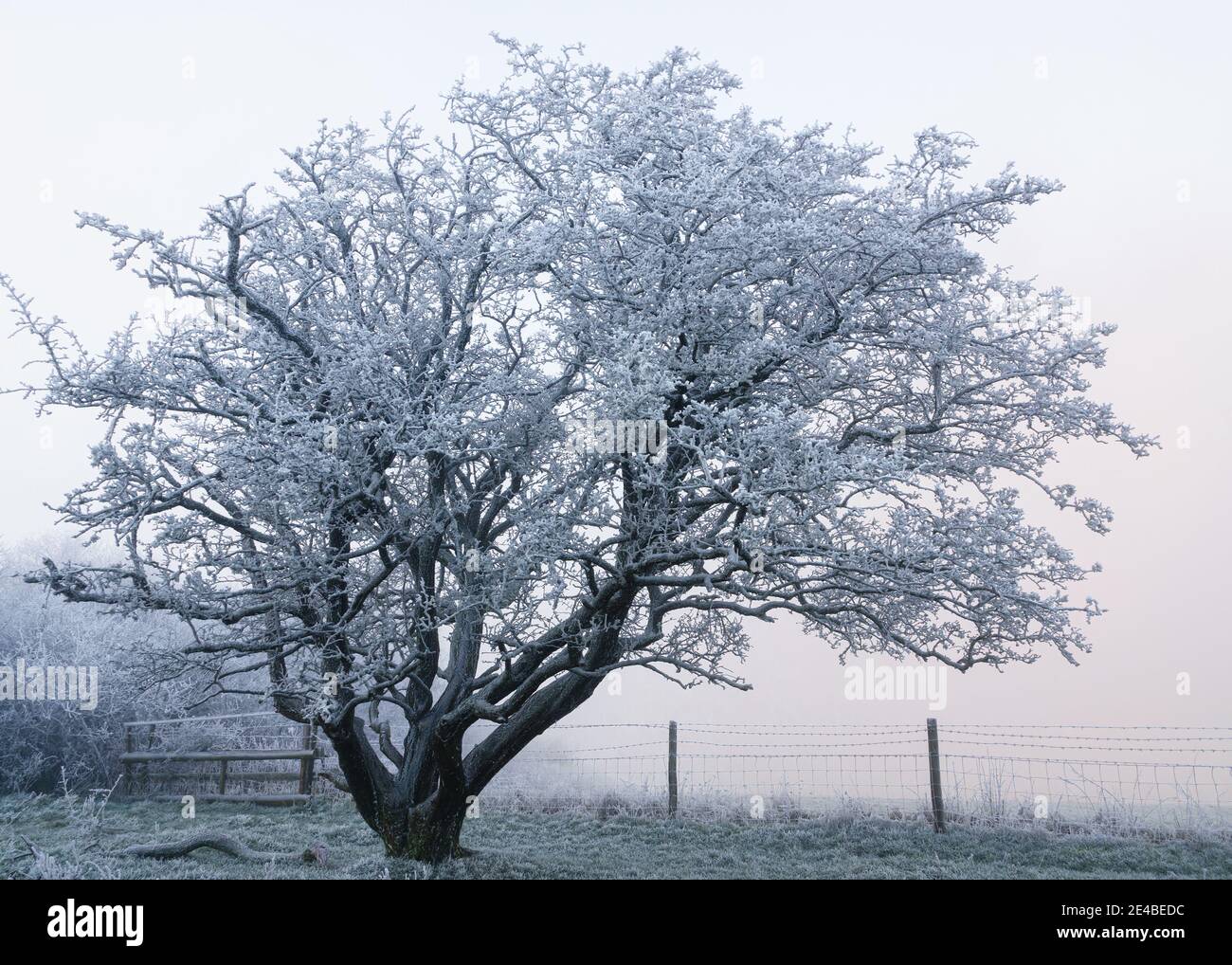 Un arbre à flanc de colline recouvert d'un épais gel blanc sur fond de brume profonde sur Martinsell Hill, Wiltshire, North Wessex Downs AONB Banque D'Images