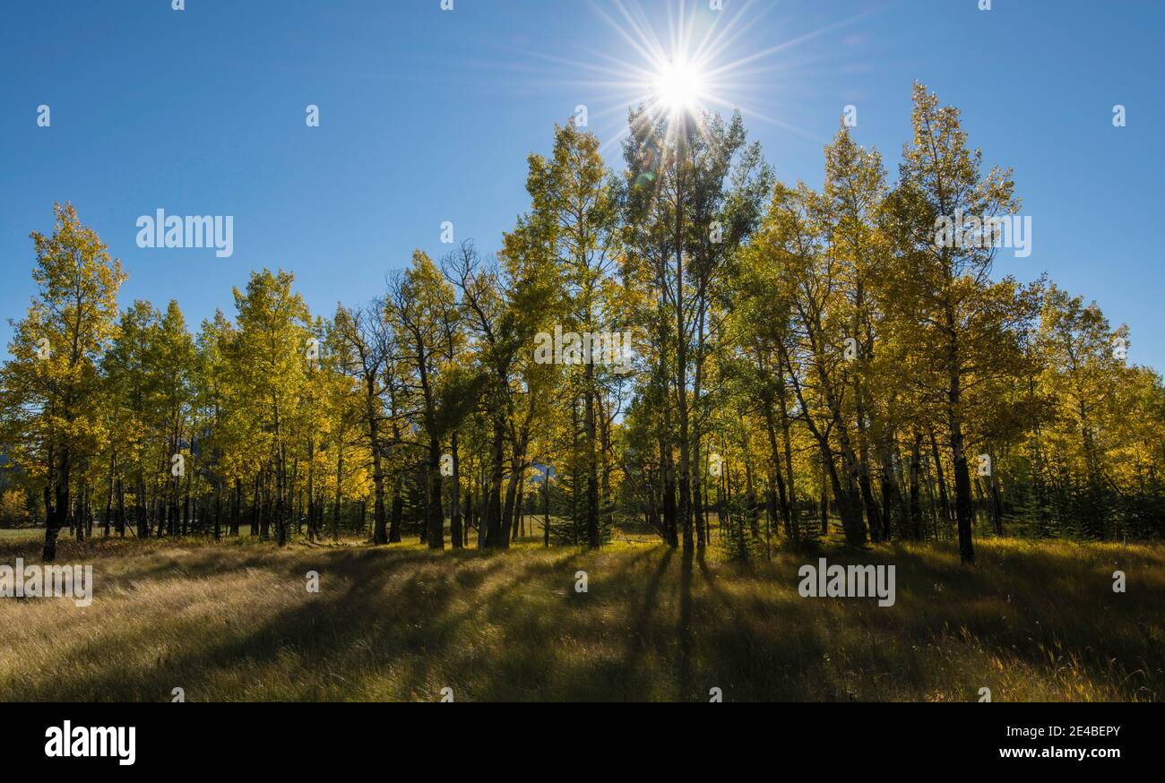 Les arbres Aspen en automne, parc national Banff, Alberta, Canada Banque D'Images