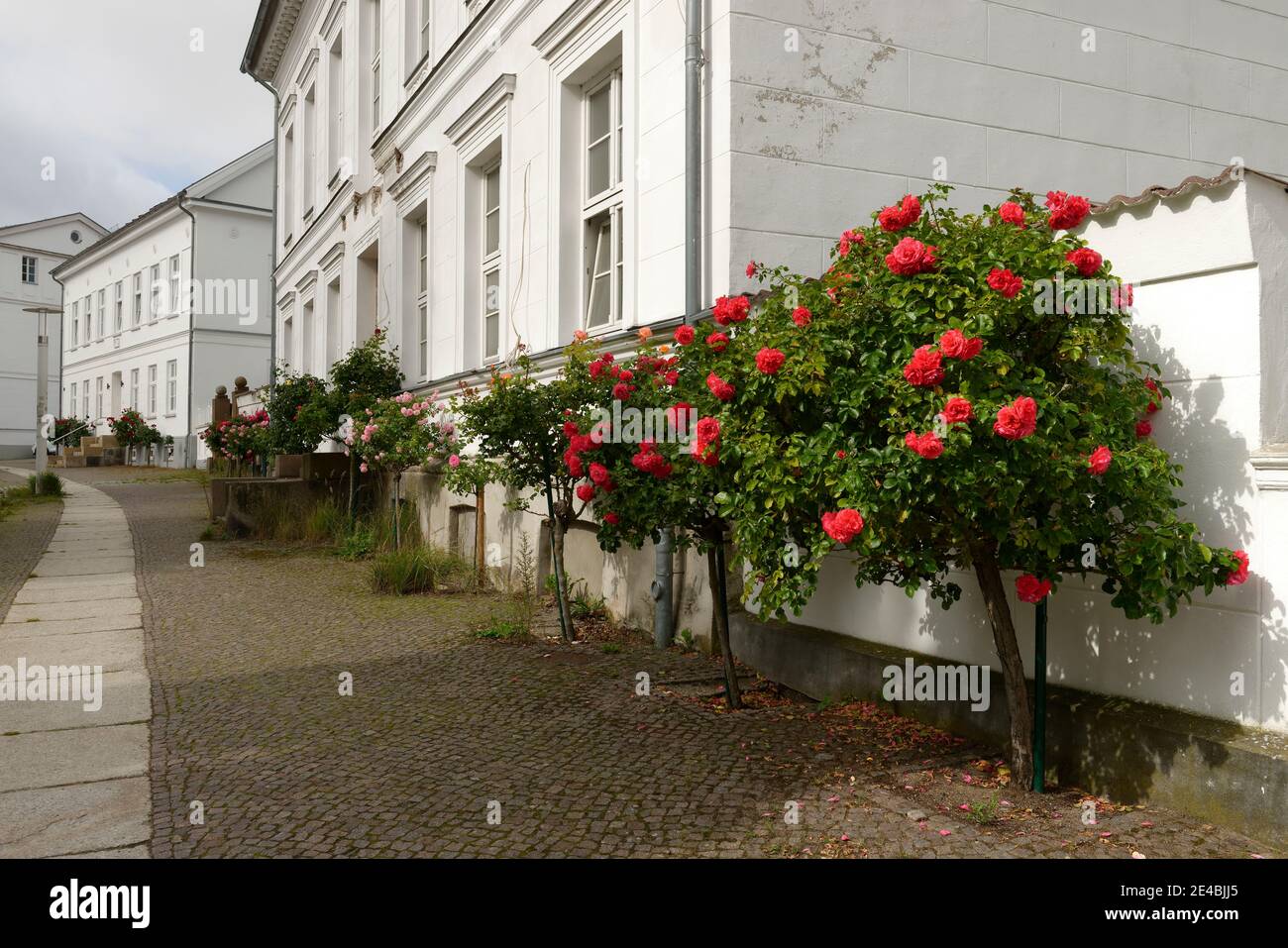 Cirque de Putbus avec roseraies et bâtiments blancs classiques, Putbus, Île de Ruegen, Mecklembourg-Poméranie occidentale, Allemagne Banque D'Images