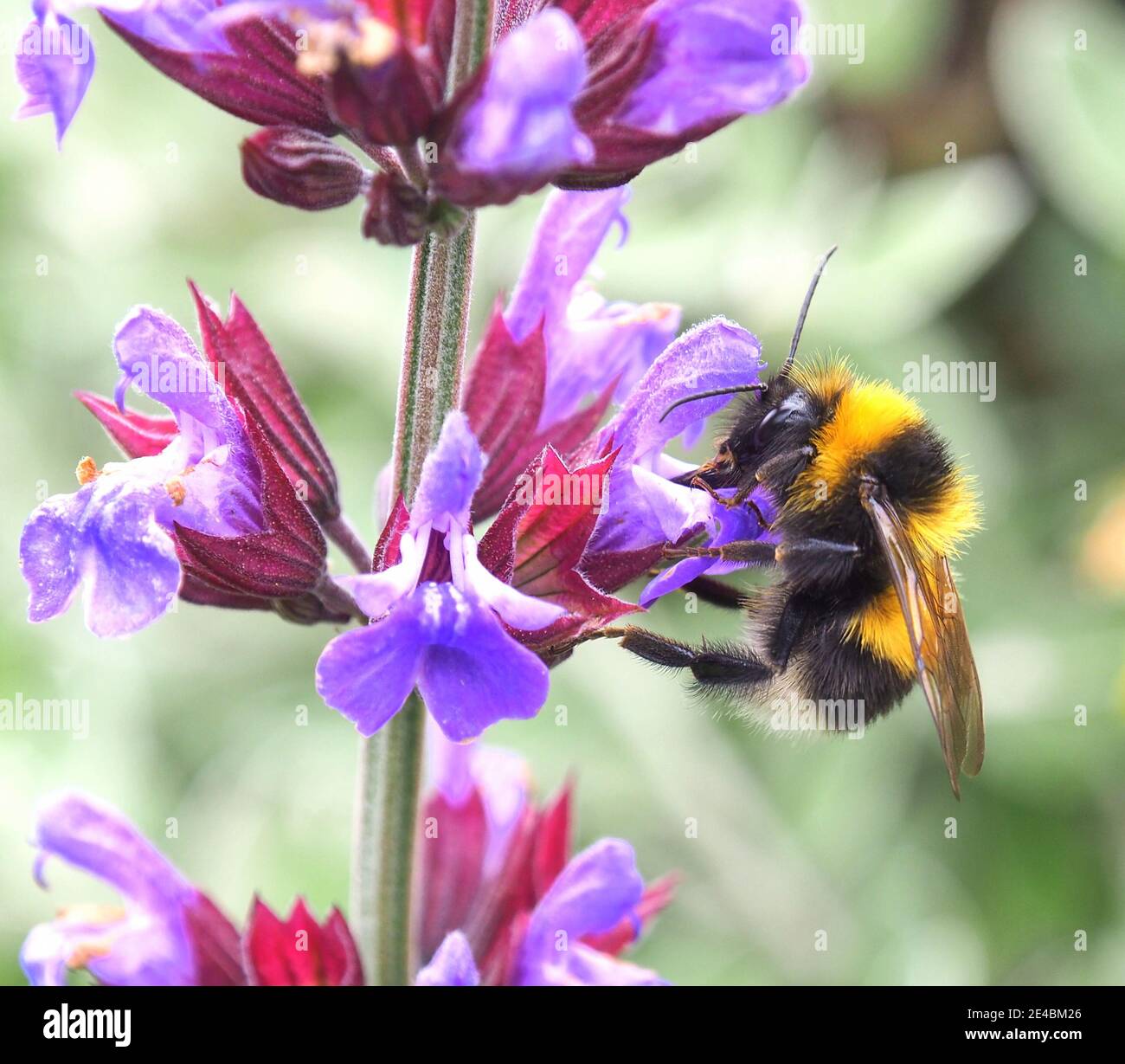 Bumble abeille collectant le pollen d'une fleur de bourrache Banque D'Images