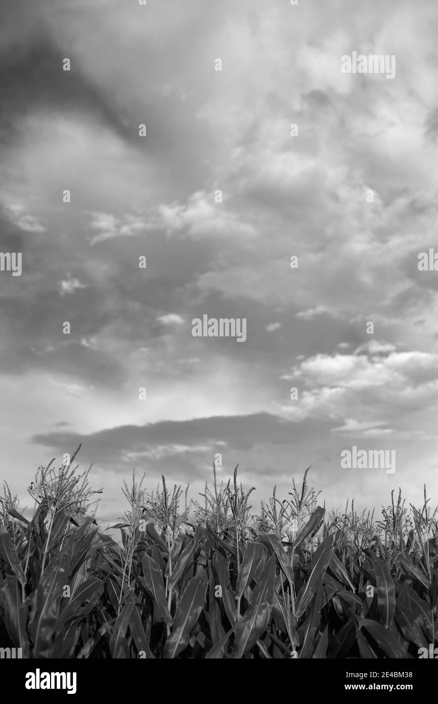 Magnifique champ de maïs avec ciel au-dessus et noir et blanc Banque D'Images