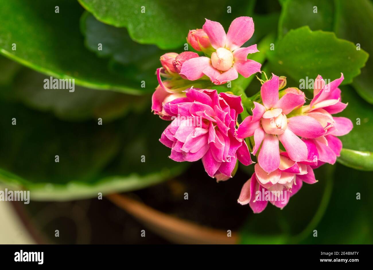 Floraison au temps de Corona. Belles et étranges fleurs roses. Banque D'Images