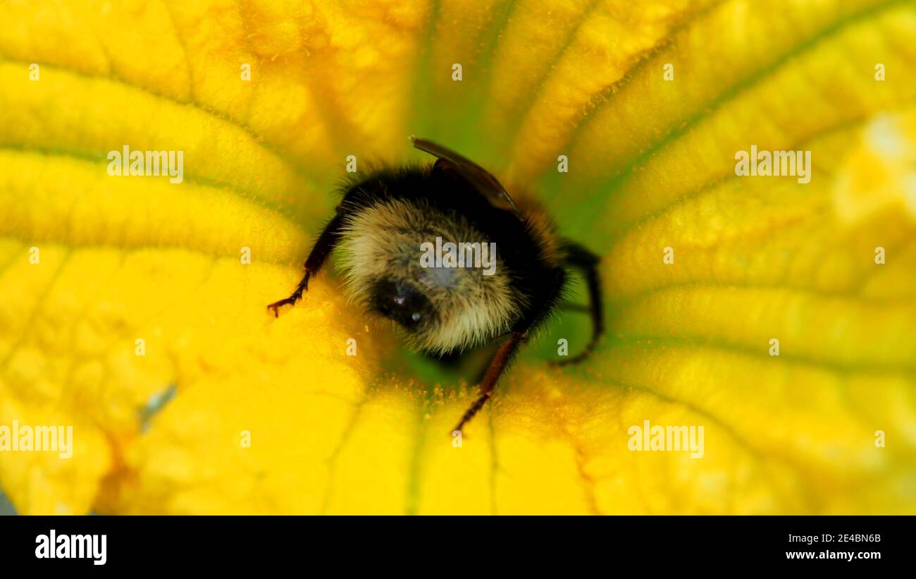Bumble abeille collectant d'une grande fleur de citrouille Banque D'Images