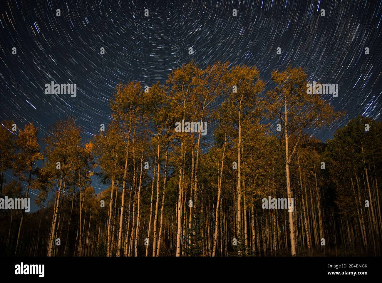 Pistes étoiles au-dessus des peupliers à l'automne, Alberta, Canada Banque D'Images