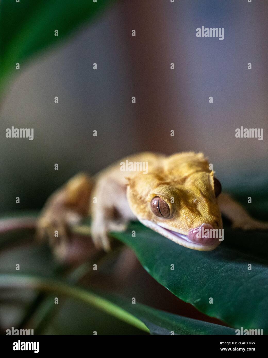 Gros plan d'un mangeur de banane jaune milié - une espèce rare de gecko dans un terrarium Banque D'Images