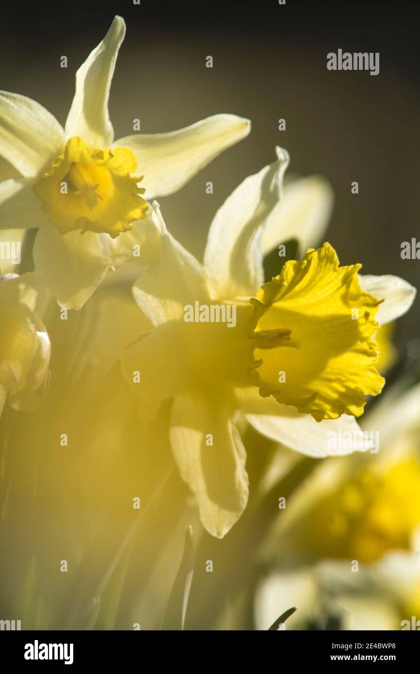 des jonquilles en fleurs au printemps Banque D'Images