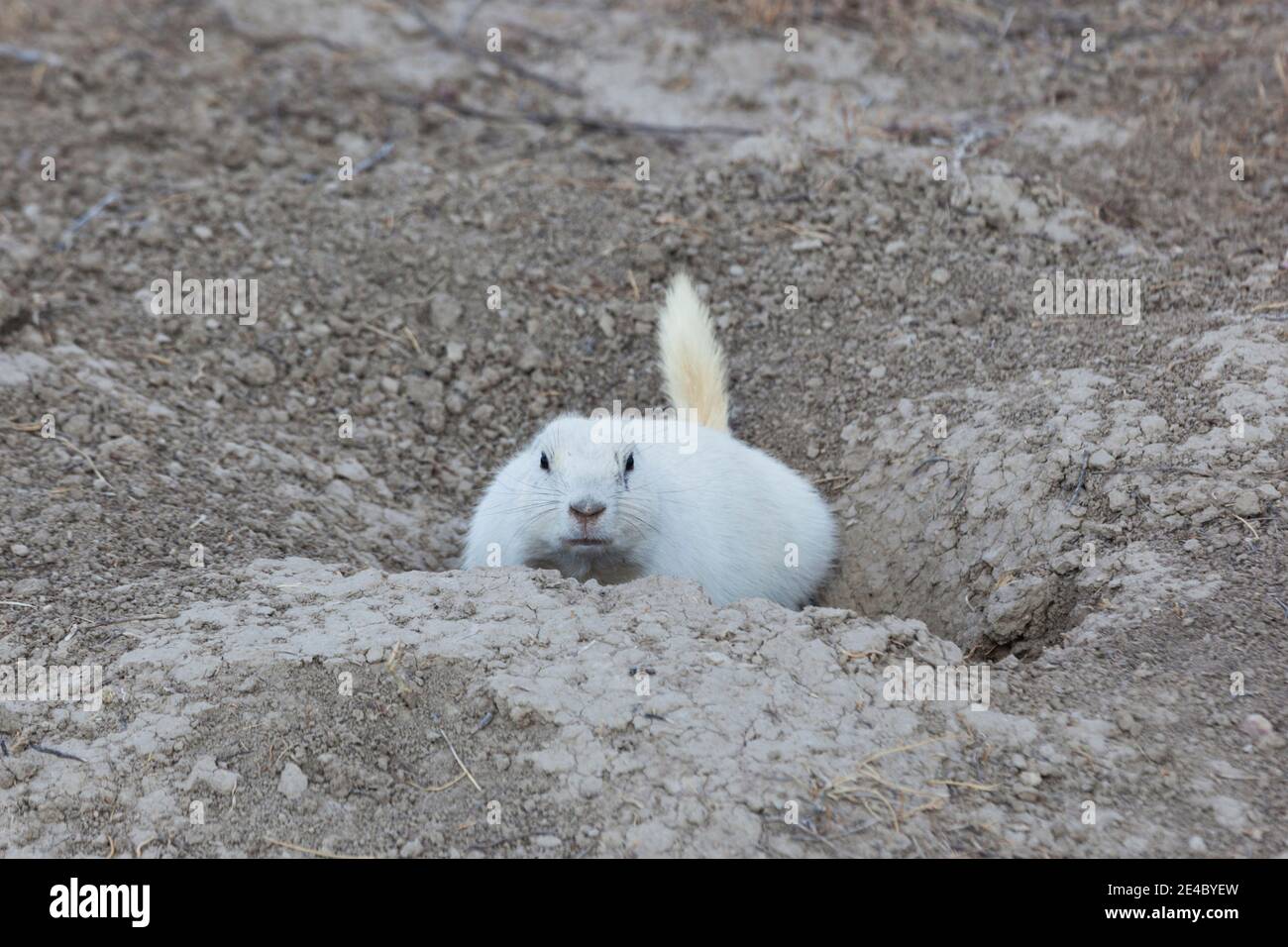 Chien de prairie à queue blanche (Cynomys leucurus), Cactus Flat, comté de Jackson, Dakota du Sud, États-Unis Banque D'Images