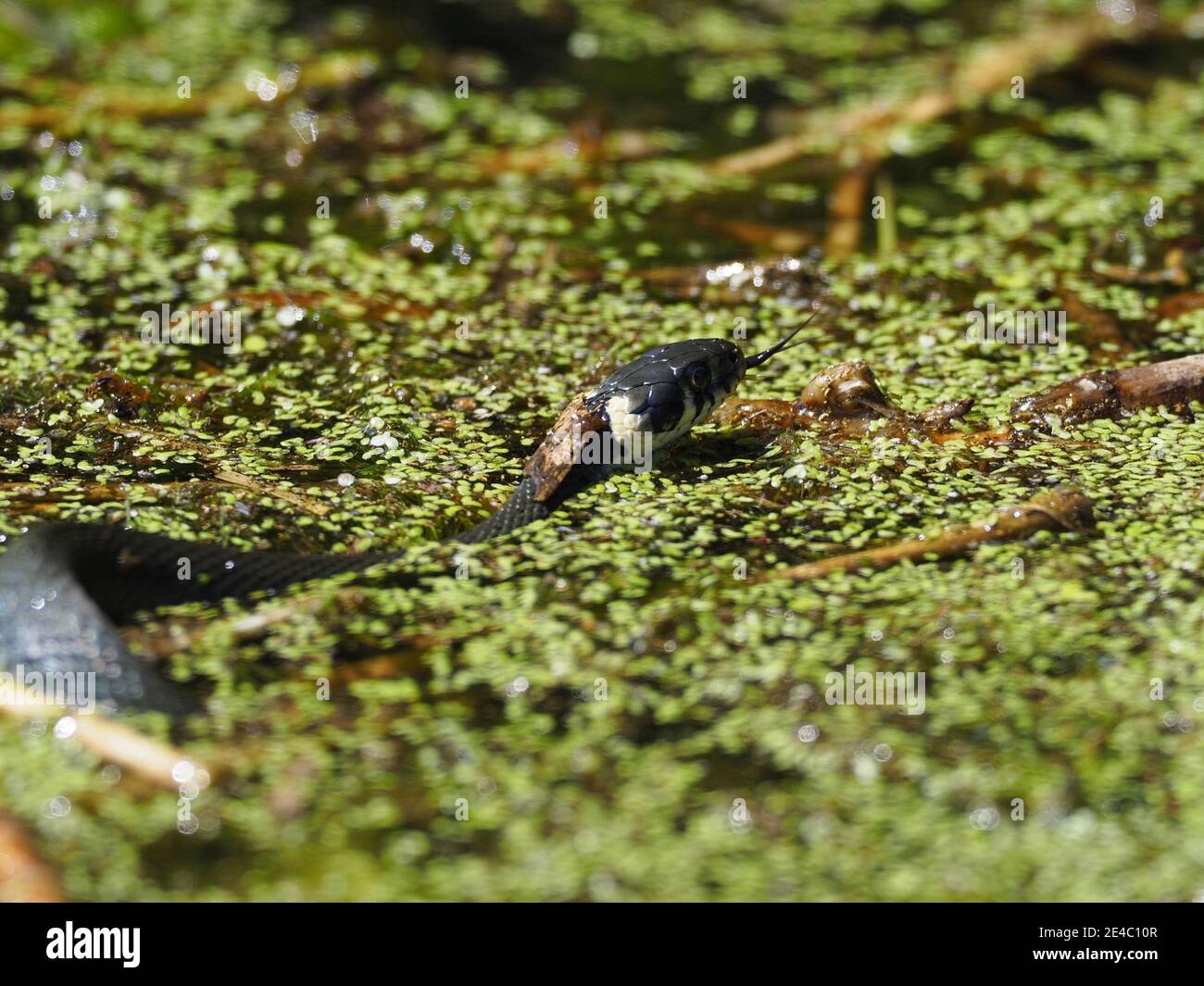 Serpent à herbe, natrix natrix Banque D'Images