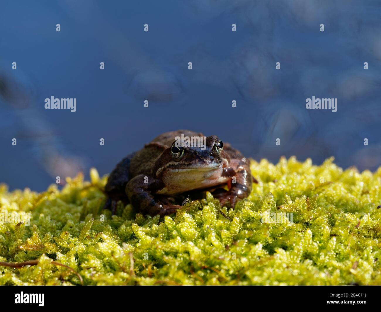 Moor Frog, Rana arvalis Banque D'Images
