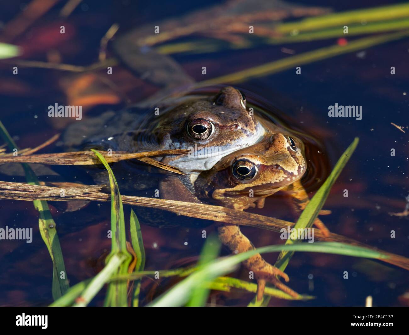 Moor Frog, Rana arvalis Banque D'Images