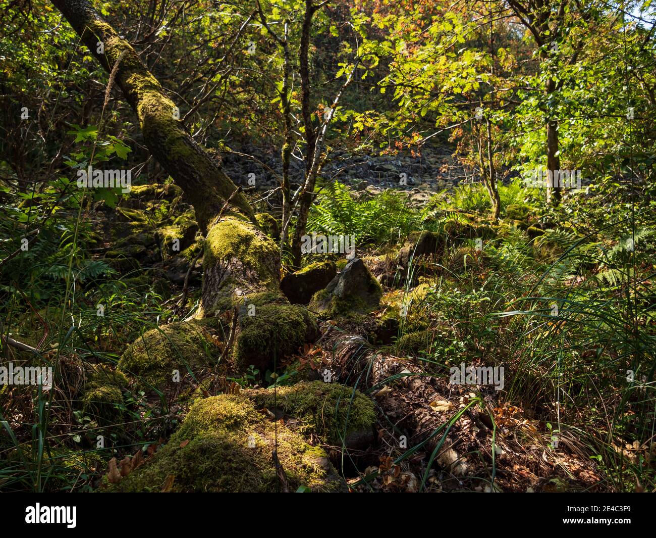 Paysage de Rhön sur le Kreuzberg - la montagne sacrée de la Franconie - Réserve de biosphère de Rhön, Basse-Franconie, Franconie, Bavière, Allemagne Banque D'Images