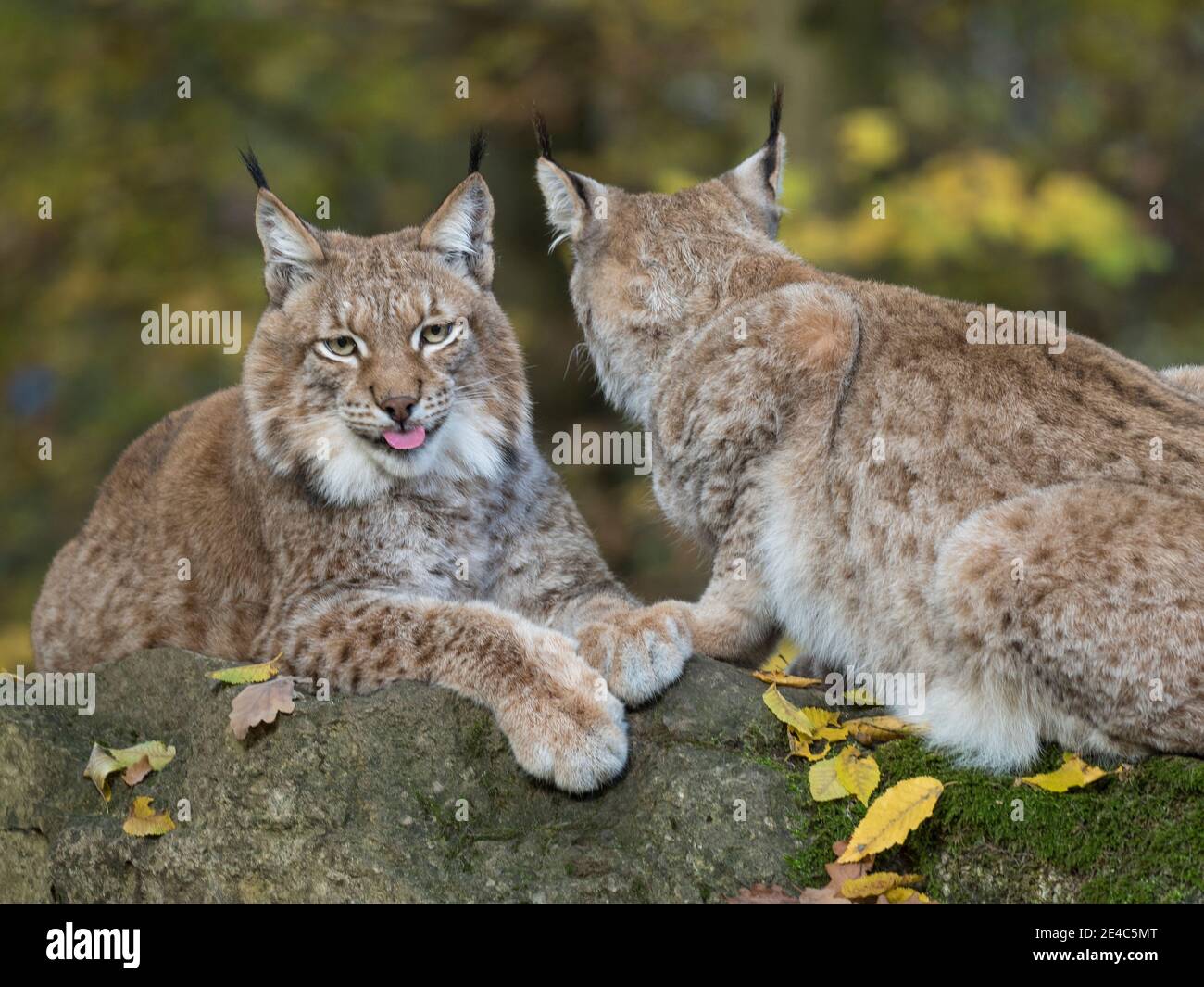 Lynx eurasien, lynx du Nord, lynx du Nord, lynx Banque D'Images