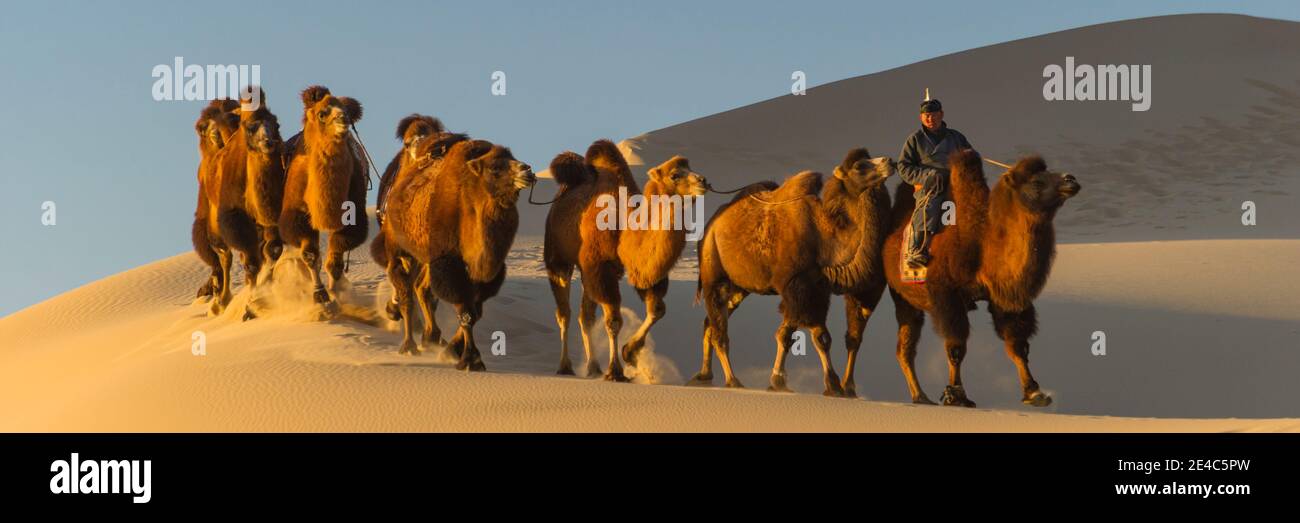 Caravane de chameaux dans un désert, désert de Gobi, Mongolie indépendante Banque D'Images