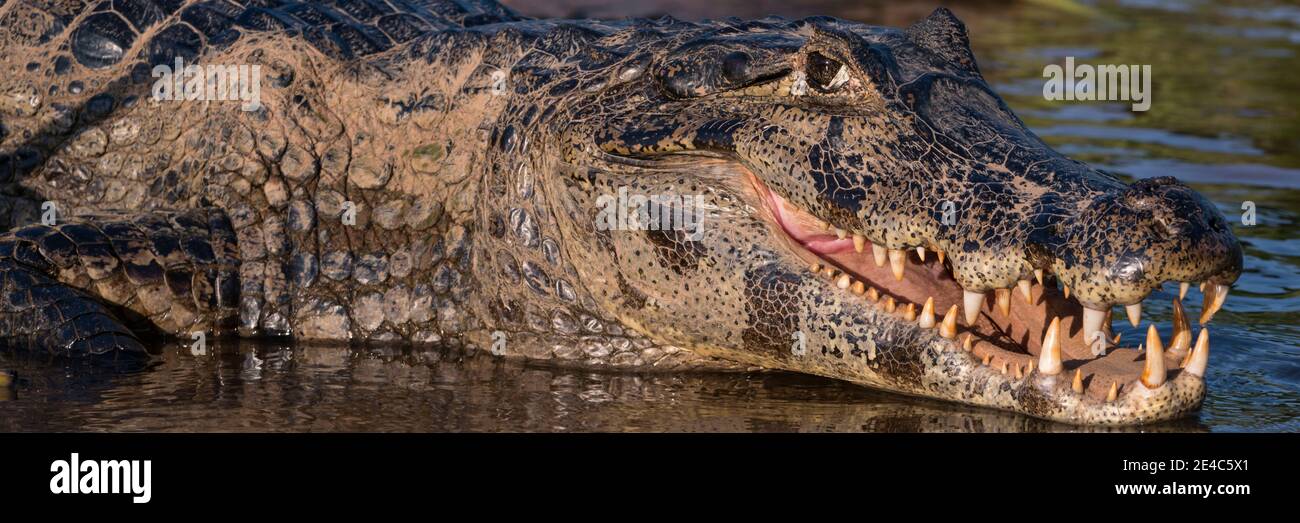 Gros plan de Yacare Caiman (Caiman yacare) dans une rivière, Parc national Pantanal de Matogrossense, zones humides Pantanal, Brésil Banque D'Images