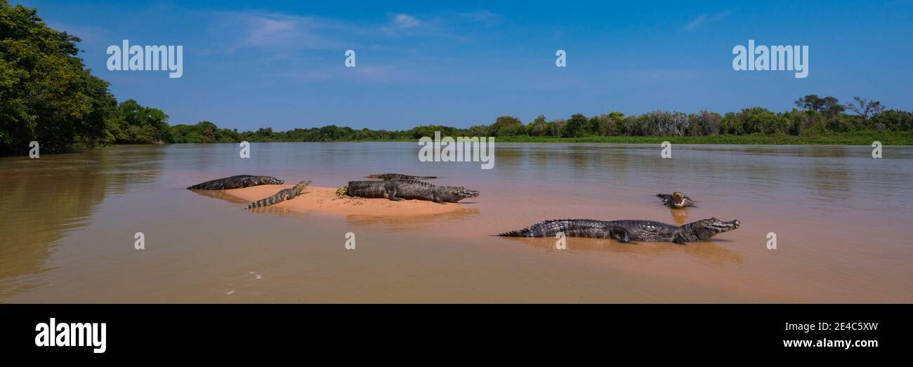 Gros plan de Yacare Caimans (Caiman yacare) dans une rivière, Parc national Pantanal de Matogrossense, zones humides Pantanal, Brésil Banque D'Images