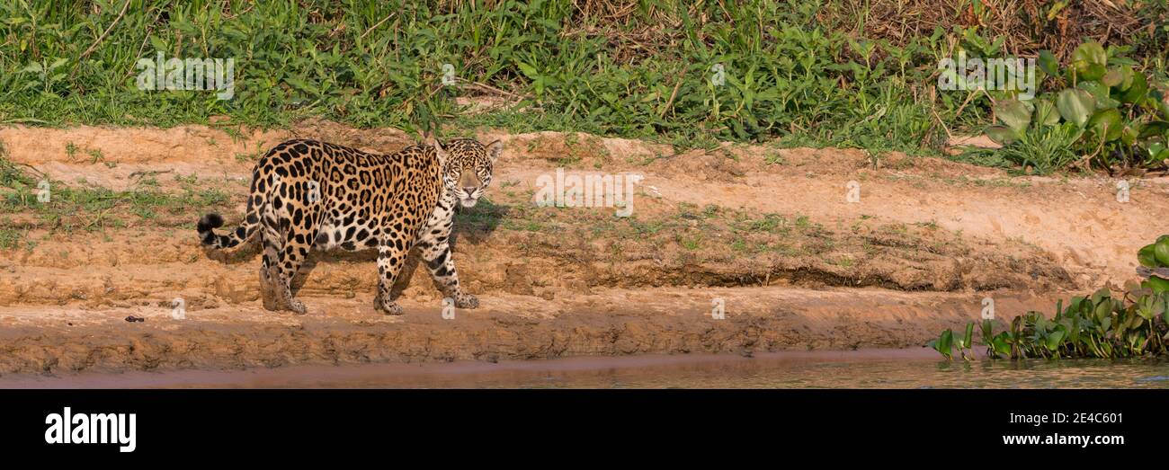 Jaguar (Panthera onca) marchant dans une forêt au bord de la rivière Cuiaba, parc national Pantanal Matogrossense, Pantanal Wetlands, Brésil Banque D'Images