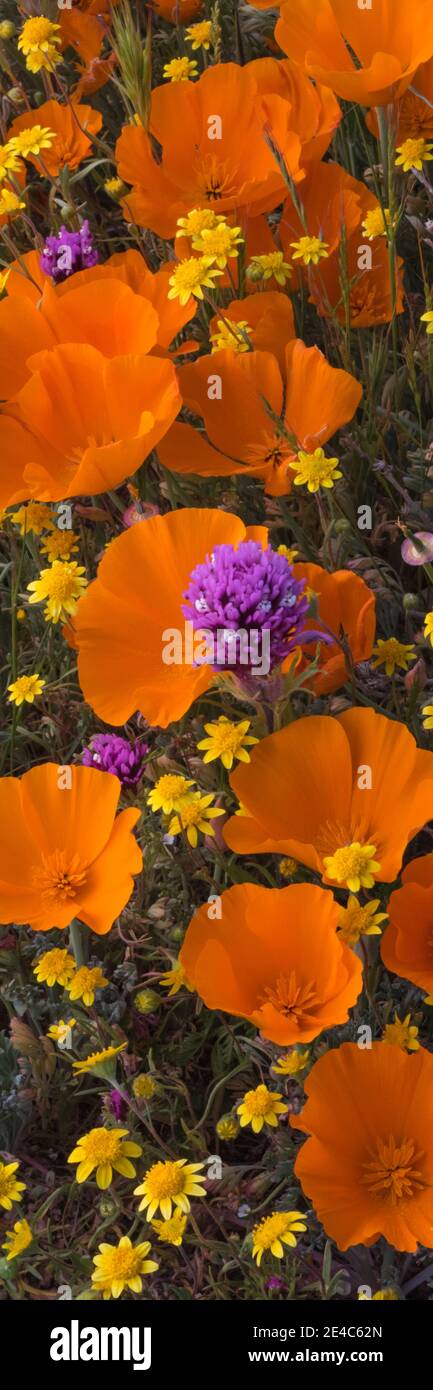 Gros plan des fleurs de California Poppy (Eschsholtzia californica) Goldfields (Lasthenia californica) et de Owl's Clover (Castilleja exserta), Antelope Valley, comté de Los Angeles, Californie, États-Unis Banque D'Images