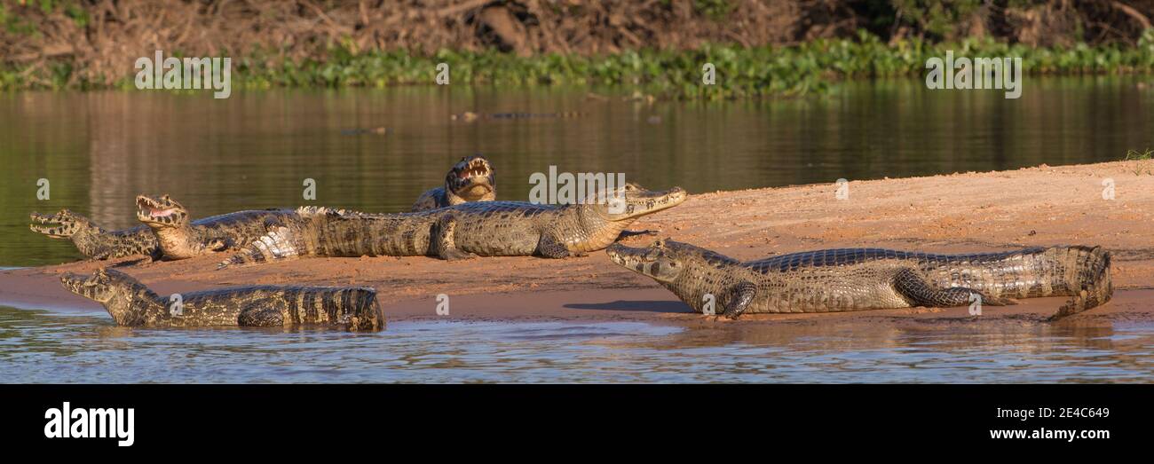 Yacare Caimans (Caiman yacare) dans une rivière, Parc National Pantanal Matogrossense, Pantanal Wetlands, Brésil Banque D'Images