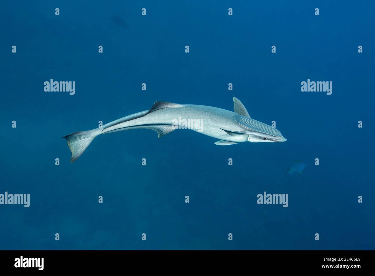 Le remora ou shark sucker, Echeneis naucrates, attache aux requins et autres grands vie pour une promenade gratuite et à l'alimentation sur les bribes de leur proie Banque D'Images