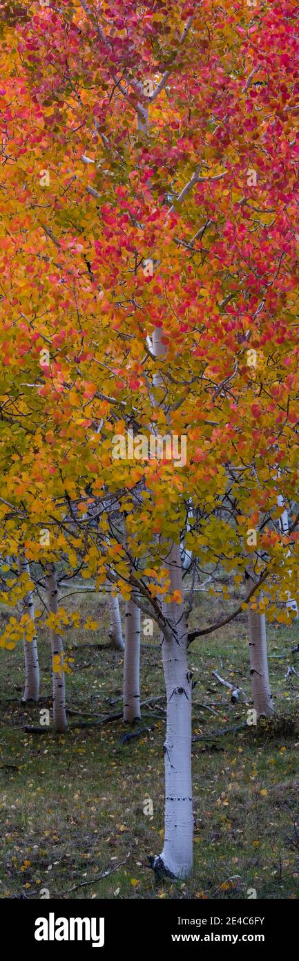 Arbre Quaking Aspen (Populus tremuloides), Boulder Mountain, Dixie National Forest, Utah, États-Unis Banque D'Images