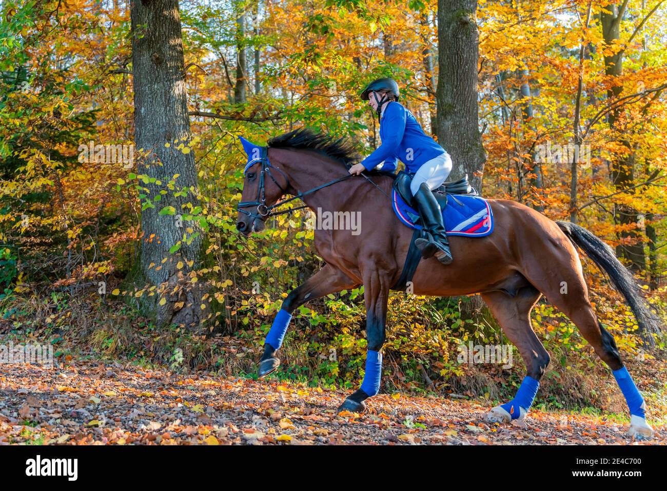 Horsewoman en automne, forêt souabe, Remstal, Bade-Wurtemberg, Allemagne Banque D'Images