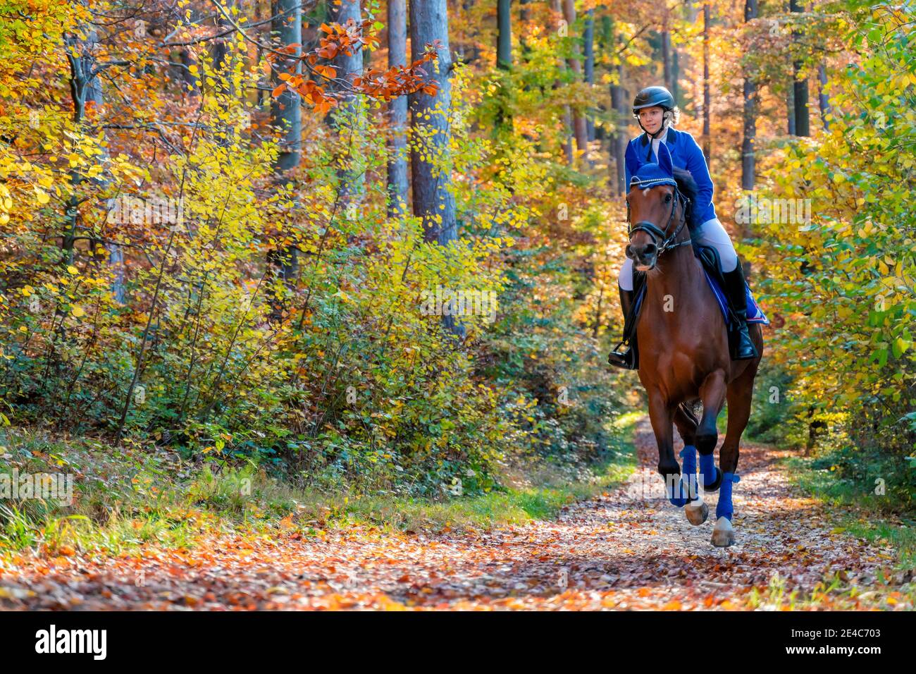 Horsewoman en automne, forêt souabe, Remstal, Bade-Wurtemberg, Allemagne Banque D'Images