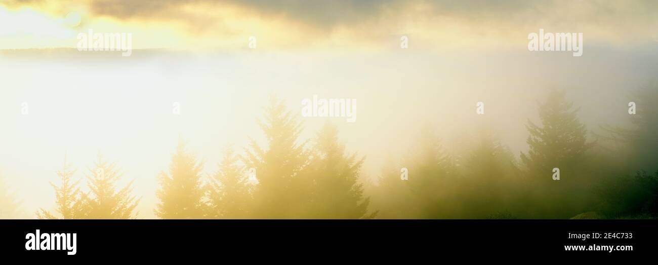 Brouillard sur les arbres, Grasshopper Peak, parc national Humboldt Redwoods, comté de Humboldt, Californie, États-Unis Banque D'Images